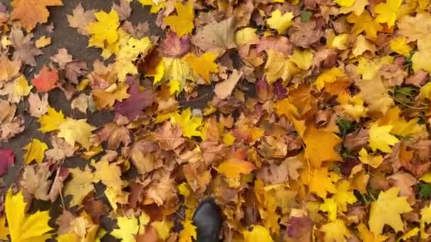 Nogi chodzić po jesiennych wielobarwnych liści klonu. Widok z góry. Filmik o zwolnionym tempie. — Wideo stockowe