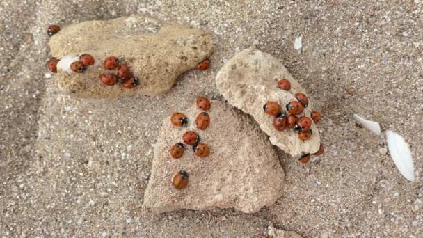 Ομάδα πασχαλίτσες σε βράχια άμμο στην παραλία. Ανωμαλία. Πολλές πασχαλίτσες σέρνονται μαζί.. — Αρχείο Βίντεο