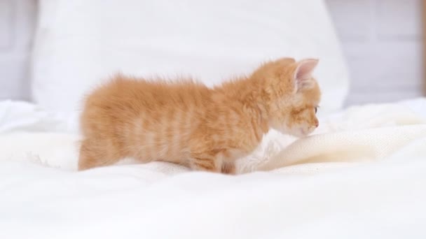 4k piccolo gattino rosso a strisce che cammina sul letto a casa. Kitty si gira e guarda la telecamera. Animali domestici e gatti domestici adorabili sani. — Video Stock