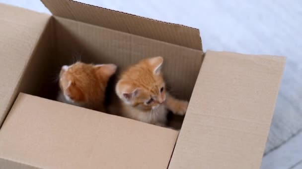 4k Two Ginger 'lı küçük kedicikler evde oynuyor. Kutunun içine saklanmış komik çizgili kırmızı kediler karton kutunun tepesine tırmanmış, içeri girip çıkmış.. — Stok video