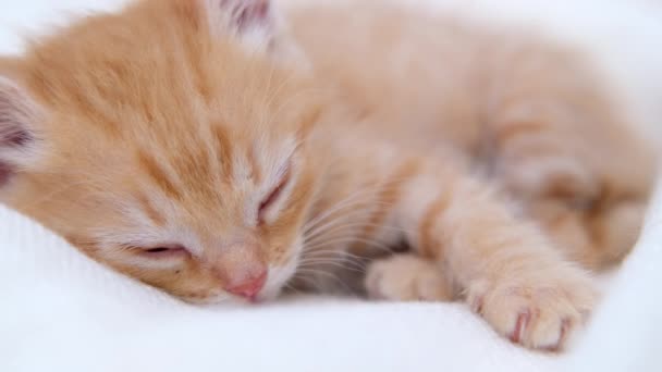 4k bonito gengibre listrado gatinho doméstico dormindo deitado no cobertor de luz branca na cama. Dorme e brinca de gato. Conceito de animais de estimação adoráveis. — Vídeo de Stock