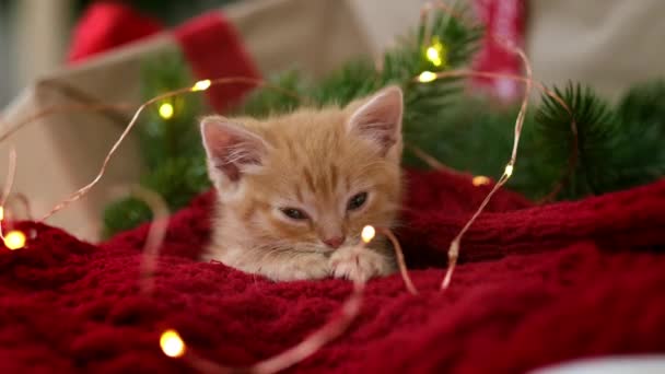 Ginger kotek śpi z lampkami świątecznymi na czerwono. Czerwony pomarańczowy kot szczęśliwych snów. Wakacje i relaks — Wideo stockowe