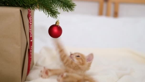 Pequeño gato de Navidad. curioso rayas naranja jengibre gatito juega con rojo bola de Navidad. gatito tratar de romper y cayó el árbol de Navidad. Situación graciosa — Vídeo de stock