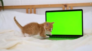 Küçük kırmızı kedi yavrusu yeşil ekranlı bir dizüstü bilgisayara bakıyor. Kediler ve kediler için mal reklamı. Krom anahtar.