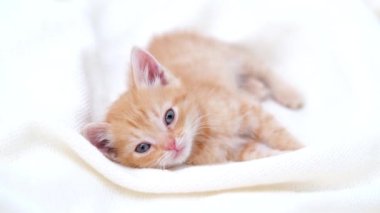  4k portre şirin çizgili kızıl kedi yavrusu beyaz yatakta yatıyor. Kitty kameraya bakıyor. Mutlu sevimli kedi evcil hayvan kavramı
