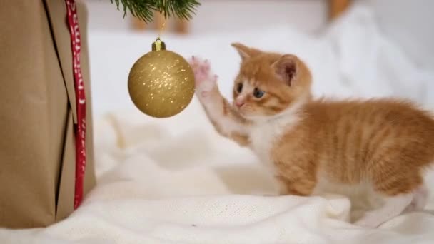Mały świąteczny kotek. ciekawy w paski pomarańczowy rudy kotek bawi się świąteczną piłką. kotek próbował złamać i upuścił choinkę. Zabawna sytuacja. — Wideo stockowe