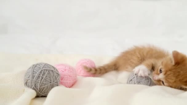Полосатый рыжий домашний котёнок играет дома. Симпатичная кета с розовыми и розовыми шариковыми коньками тройки на белой кровати — стоковое видео