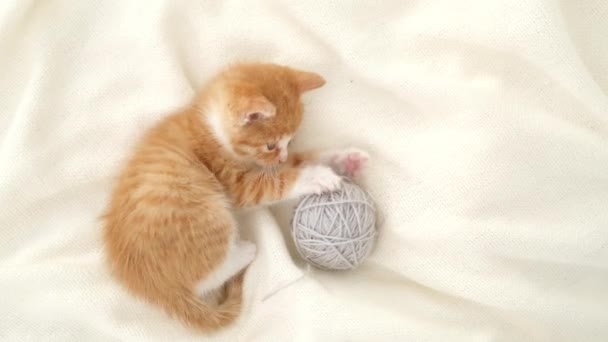 Смугастий червоний імбир домашнього кошеня грає вдома. Мила кішка з рожевим і сірим кульковим ковзанням нитки на білому ліжку — стокове відео