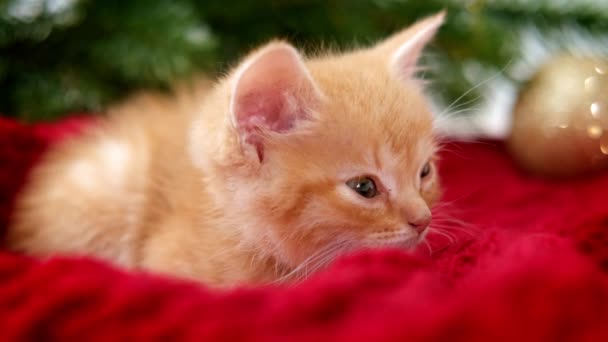 Ginger poesje slaapt voor Kerstmis op rood. Oranje rode kat droomt. Vakantie en ontspanning — Stockvideo
