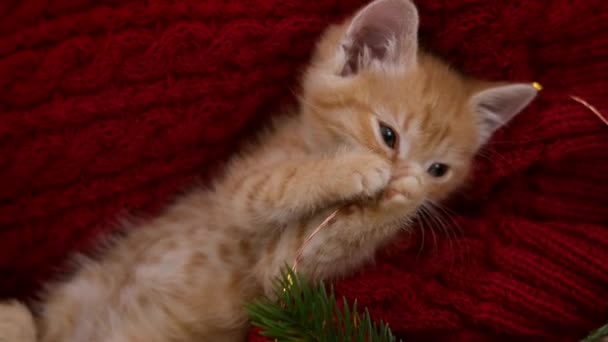 Ginger gatito acostado en la espalda jugando con luces de Navidad en rojo. Vacaciones Naranja rojo gato loco juego y juguetes — Vídeos de Stock