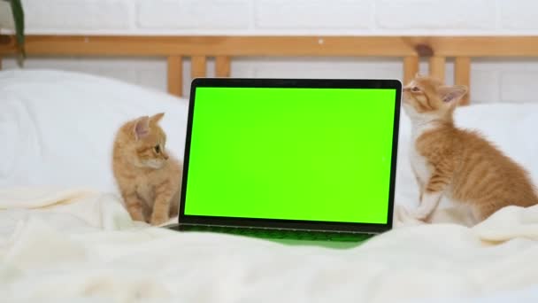 Deux petits chatons rouges jouant près d'un ordinateur portable avec écran vert à la maison. Publicité de produits pour chats et chatons. Clé chromatique. — Video