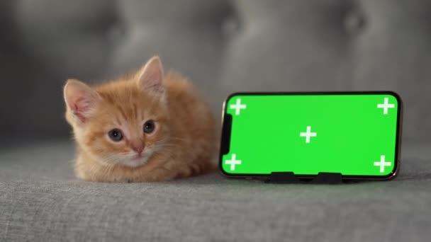 Petit chaton rouge couché avec écran vert iPhone 12. Publicité de produits pour chats et chatons. Clé chromatique. 04oct2021 Moscou Russie — Video