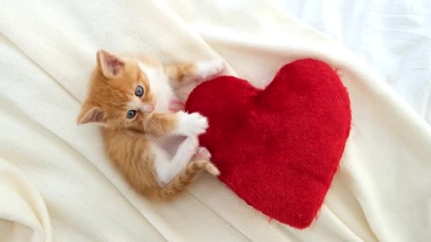 Valentinstag Katze Kleine gestreifte Kätzchen spielen mit roten Herzen auf hellweißer Decke auf dem Bett, Blick in die Kamera. Liebenswerte häusliche Kitty Haustiere Konzept . — Stockvideo