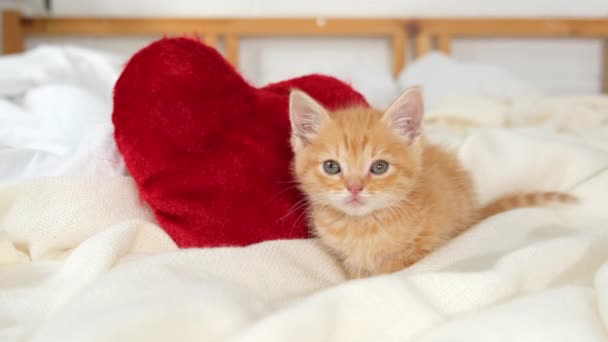 Gatto di San Valentino Piccolo gattino a strisce che gioca con i cuori rossi su una coperta bianca leggera sul letto, guardando la fotocamera. Adorabile domestico micio animali domestici concetto . — Video Stock