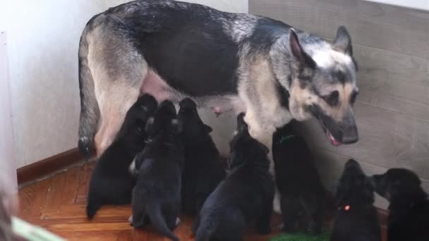 Mom german shepherd dog feeds puppies. Lot of little newborn pups drinking milk from mother dog. breast feeding. — Stock Video