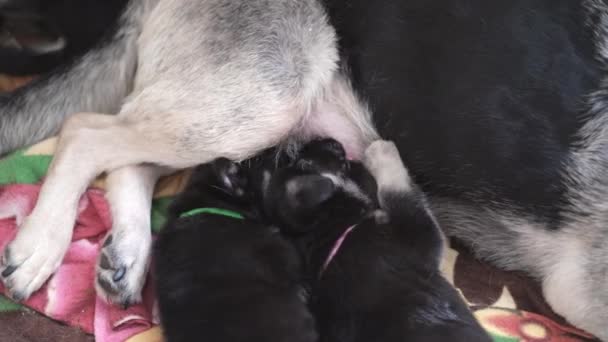 Mom german shepherd dog feeds puppies. Lot of little newborn pups drinking milk from mother dog. breast feeding. — Stock Video