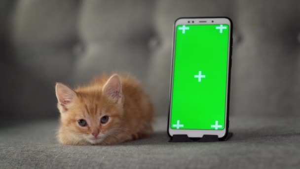 Pequeño gatito rojo mira en un ordenador portátil con pantalla verde. Publicidad de productos para gatos y gatitos. Clave de croma. — Vídeos de Stock