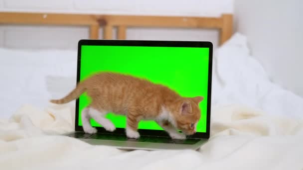 Pequeno gatinho vermelho olha para um laptop com tela verde. Publicidade de bens para gatos e gatinhos. Chave Chroma. — Vídeo de Stock