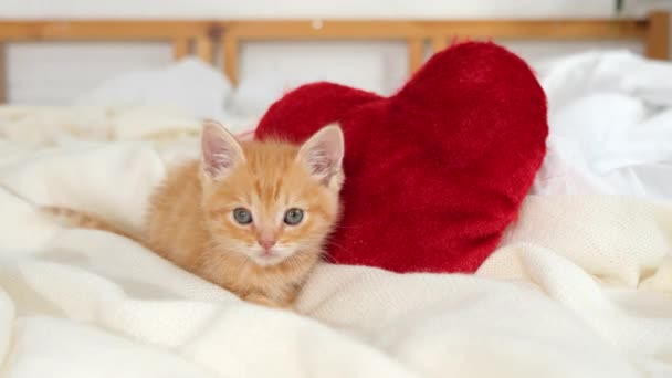 Gatto di San Valentino Piccolo gattino a strisce che gioca con i cuori rossi su una coperta bianca leggera sul letto, guardando la fotocamera. Adorabile domestico micio animali domestici concetto . — Video Stock