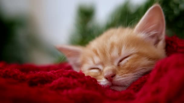 Ginger gatito durmiendo antes de Navidad en rojo. Gato rojo naranja sueños felices. Vacaciones y relajarse — Vídeos de Stock