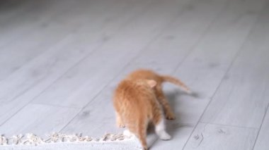 4k Evde oynayan iki küçük kırmızı kızıl çizgili, oyuncu kedi yavrusu. Kediler birlikte oynar, takla atar, yuvarlanır, gri zeminde komik pozlar verir. Sağlıklı sevimli evcil hayvanlar ve kediler