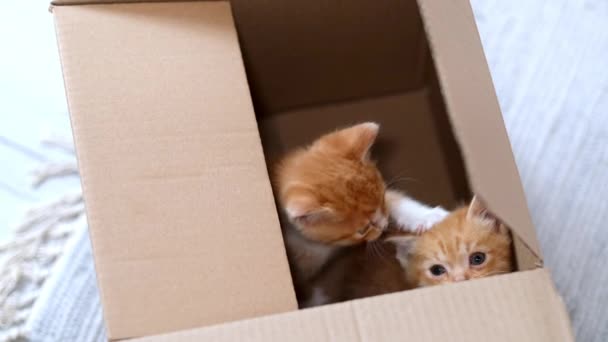 4k Dwa Ginger małe kociaki bawiące się w domu. Ciekawy zabawny zabawny w paski czerwone koty ukryte wewnątrz pudełka, wspiął się wysoko na szczycie pudełka tekturowego, wchodząc i wychodząc. — Wideo stockowe