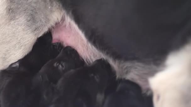 Mamma tyska herde hund matar valpar. Många små nyfödda ungar dricker mjölk från mamma hund. Amning. — Stockvideo