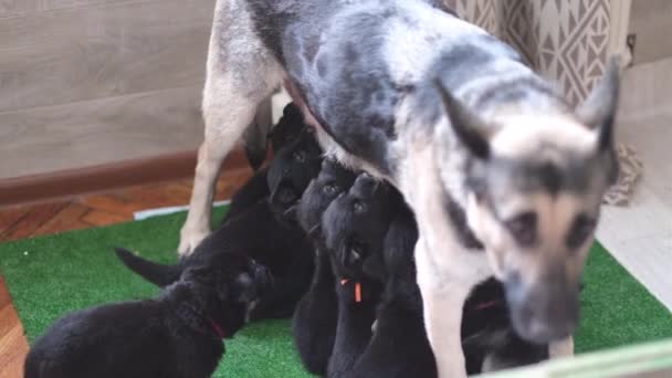 Maminka německý ovčák krmí štěňata. Spousta novorozených mláďat pije mléko z mateřského psa. kojení. — Stock video