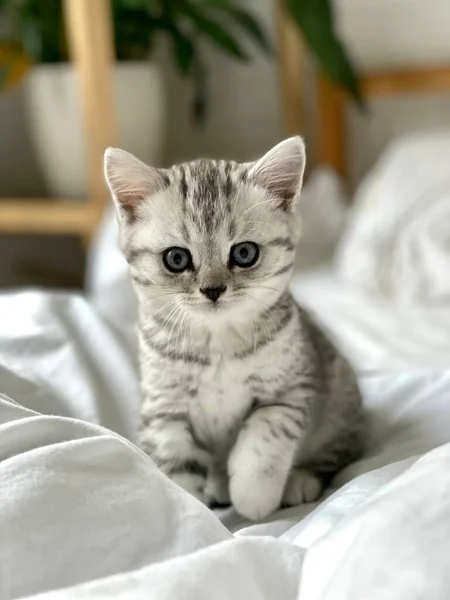 Portret schattig klein gestreept Schotse vouw Kitten kat thuis. Kitty kijkend naar camera op wit bed — Stockfoto