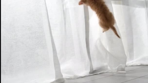 两只好奇的猫在玩白色的窗帘，挂着，跳起来，躲在家里 — 图库视频影像