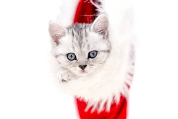 Boże Narodzenie kot mało ciekawe śmieszne paski kotek w Boże Narodzenie czerwony Santa kapelusz na białym tle — Zdjęcie stockowe