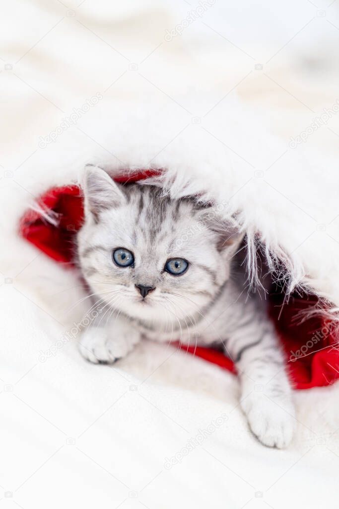 Christmas cat Little curious funny striped kitten in Christmas red Santa hat on white background