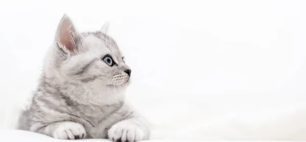 Bannière mignon petit chat écossais pli rayé chaton sur blanc. Concept adorable animaux chats. Espace de copie pour le texte — Photo