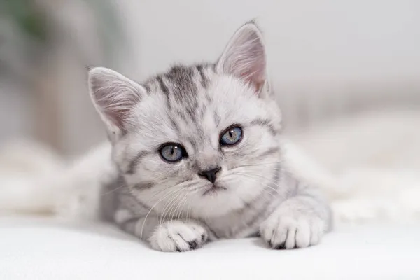 Portrait süße kleine gestreifte Scottish fold Kätzchen Katze zu Hause. Kätzchen schaut Kamera auf weißem Bett an — Stockfoto