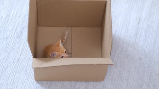 4k Ginger pequeño gatito jugando en casa. Curioso juguetón divertido rayas gato rojo oculto dentro de la caja, subió alto en la parte superior de la caja de cartón, entrar y salir. — Vídeos de Stock