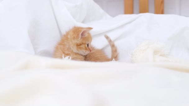 4k little red ginger striped kitten walking on bed at home. Kitty turns and looks at camera. Healthy adorable domestic pets and cats. — Stock Video