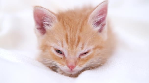 4K sevimli, kızıl çizgili evcil kedi yatakta beyaz bir battaniyenin üzerinde uyuyakalıyor. Uyu ve kedicilik oyna. Sevimli evcil hayvan kavramı. — Stok video