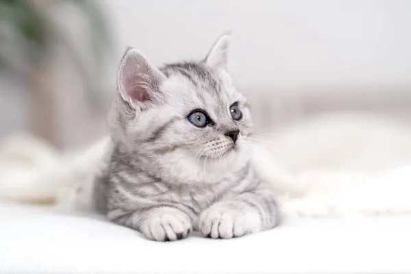 Portrait süße kleine gestreifte Scottish fold Kätzchen Katze zu Hause. Kätzchen schaut Kamera auf weißem Bett an — Stockfoto