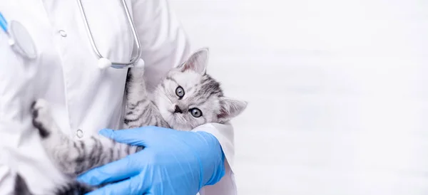 Banner Veterinarian doctor with small gray Scottish kitten in his arms in medical animal clinic. Copyspace for text — Stock Photo, Image