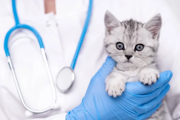 Veterinarian doctor with small gray Scottish kitten in his arms in medical animal clinic. Copyspace for text — Stock Photo, Image