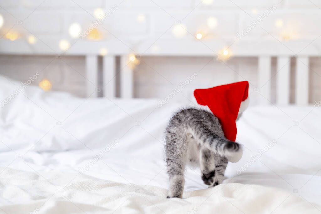 Christmas cat Back view Little curious funny striped Scottish fold kitten in Christmas red Santa hat on white bed at home