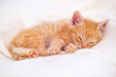 Sevimli çizgili kızıl kedicik yatakta beyaz bir battaniye ile uyuyor. Sevimli küçük kedi kavramı. Rahatlayın evcil hayvanlar