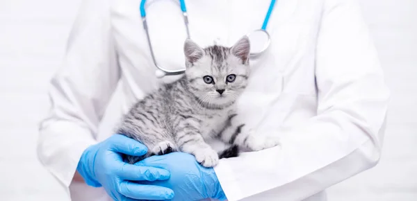 Banner veteriner doktor kollarında küçük gri İskoç kedi yavrusuyla tıbbi hayvan kliniğinde.
