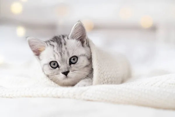 Portret schattig klein gestreept Schotse vouw Kitten kat op wit. Concept schattig huisdieren katten. Kopieerruimte voor tekst — Stockfoto