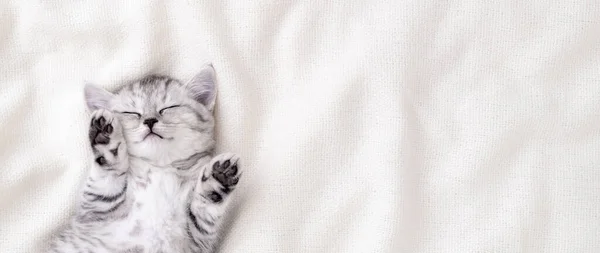 Bannière Mignon chaton écossais pli rayé drôle dormant couché sur le dos couverture blanche sur le lit. Concept de adorables petits animaux domestiques. Espace de copie . — Photo