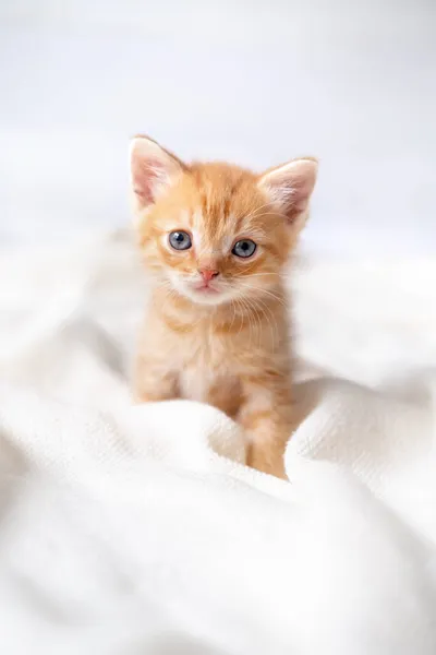 Porträtt söt randig röd ingefära kattunge med stora ögon liggande på vit säng hemma. Kitty tittar på kameran. Begreppet glada bedårande katt husdjur — Stockfoto