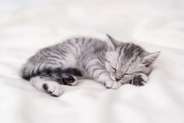 Lindo rayas escocés pliegue gatito durmiendo acostado manta blanca en la cama. Concepto de adorables mascotas. Relajarse mascotas domésticas Imagen De Stock