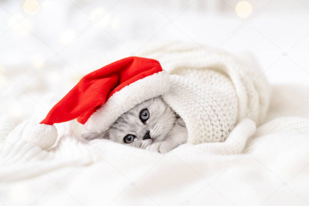 Christmas cat card Little curious funny striped Scottish fold kitten in Christmas red Santa hat on white bed at home