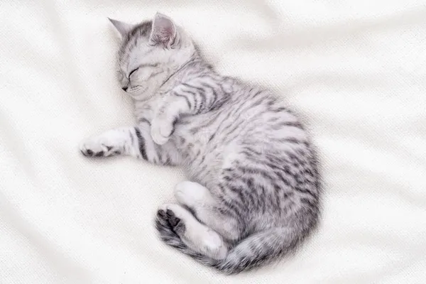 Bonito listrado escocês dobra gatinho dormindo cobertor branco deitado na cama. Conceito de animais de estimação adoráveis. Relaxe animais domésticos — Fotografia de Stock