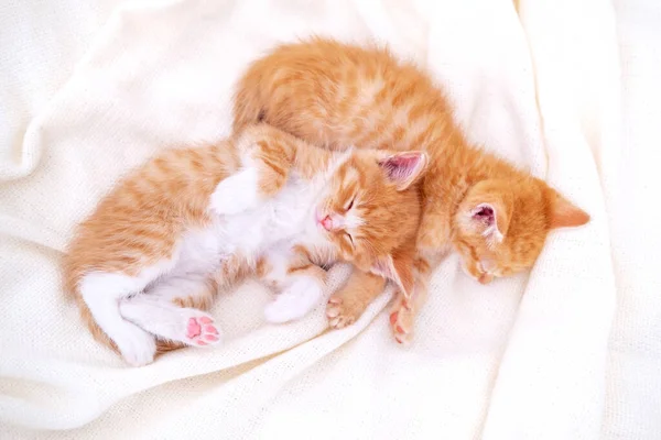 Zwei süße gestreifte Ingwer-Kätzchen schlafen auf einer weißen Decke liegend auf dem Bett. Konzept der entzückenden kleinen Katzen. Haustiere entspannen — Stockfoto